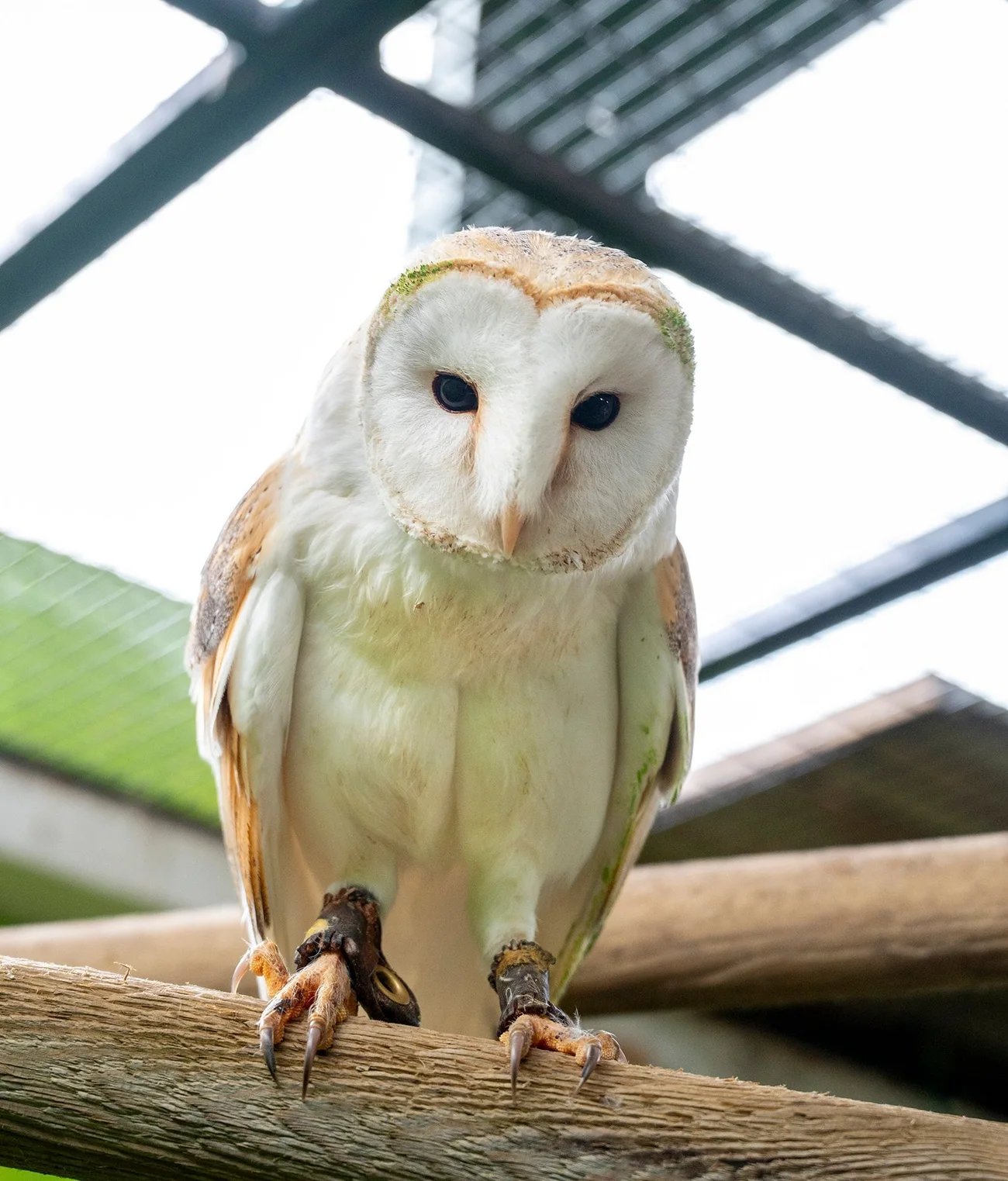 A barn owl at Perthshire Zoo