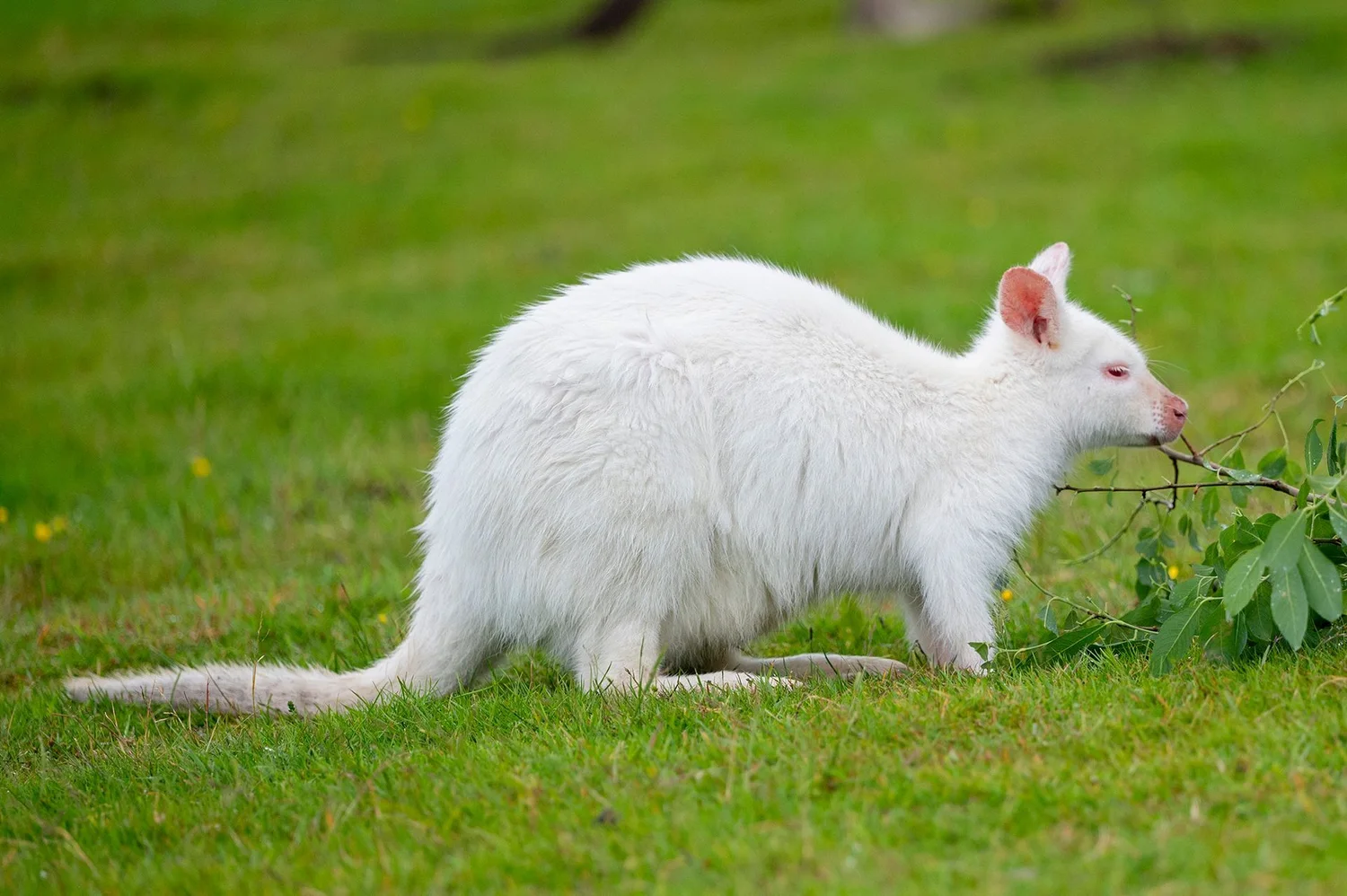 A white wallaby in the Australia Walkthrough