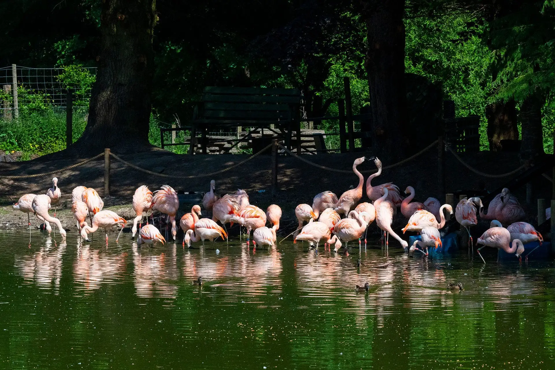 Flamingos on the pond at Perthshire Zoo, framed by trees