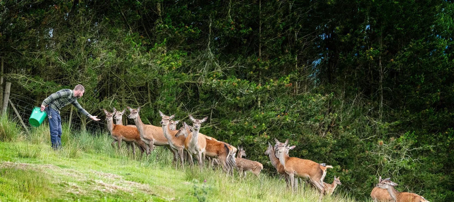A keeper feeding the red deer herd on the wooded hill path at Auchingarrich — the woodland our events run through